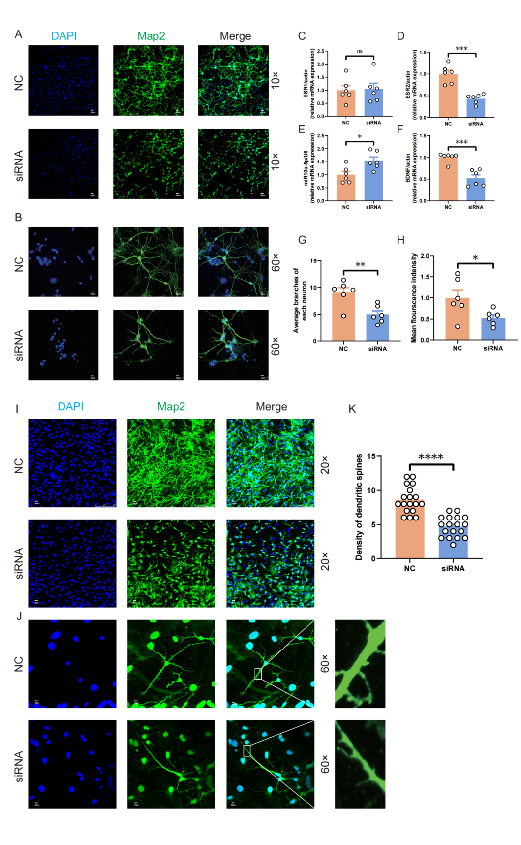 ESR在医学上什么意思Research｜关注女性心理健康：新乡医学院第二附属医院杜洋和中央民族大学程勇课题组发现产后抑郁症发生的新机制_https://www.jmylbn.com_新闻资讯_第11张