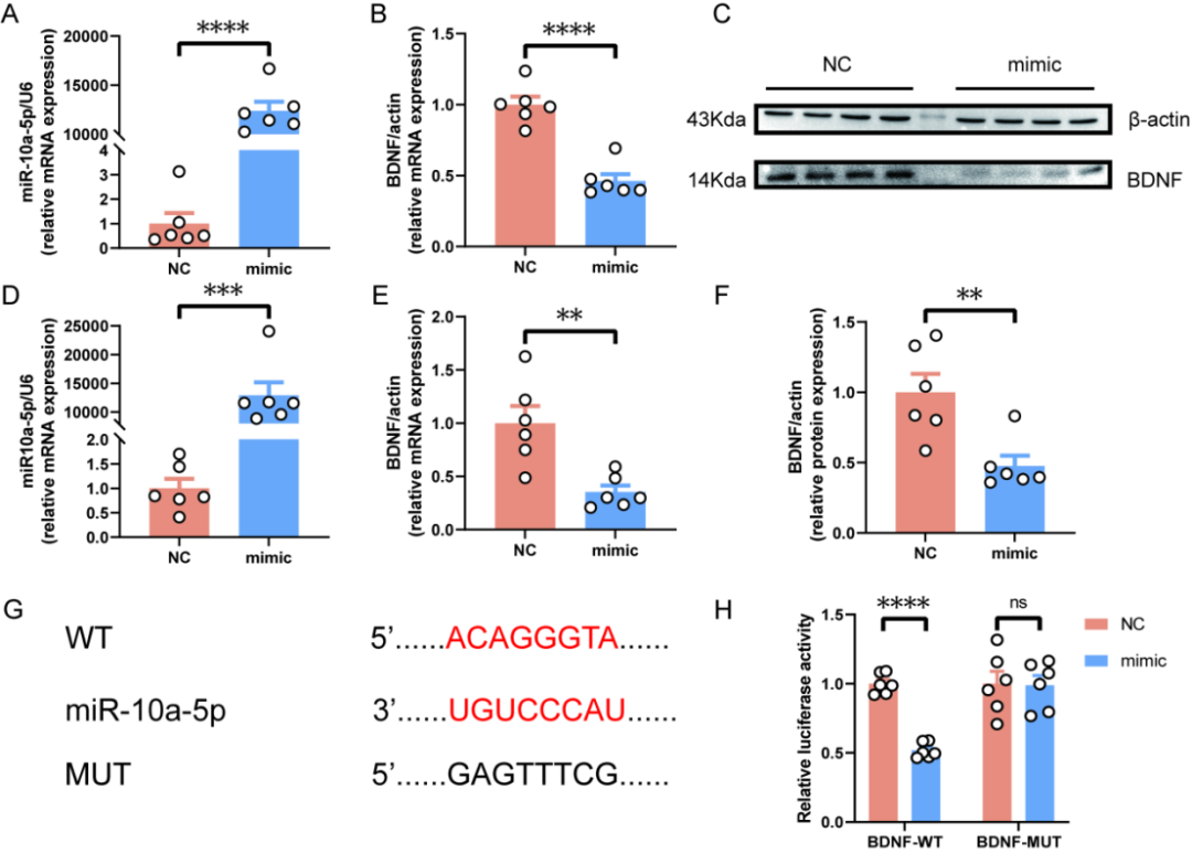 ESR在医学上什么意思Research｜关注女性心理健康：新乡医学院第二附属医院杜洋和中央民族大学程勇课题组发现产后抑郁症发生的新机制_https://www.jmylbn.com_新闻资讯_第7张