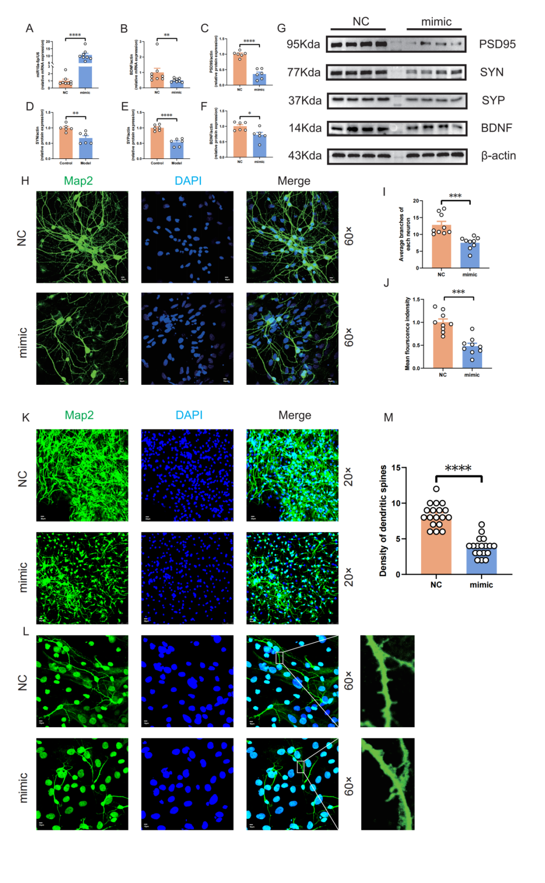 ESR在医学上什么意思Research｜关注女性心理健康：新乡医学院第二附属医院杜洋和中央民族大学程勇课题组发现产后抑郁症发生的新机制_https://www.jmylbn.com_新闻资讯_第12张