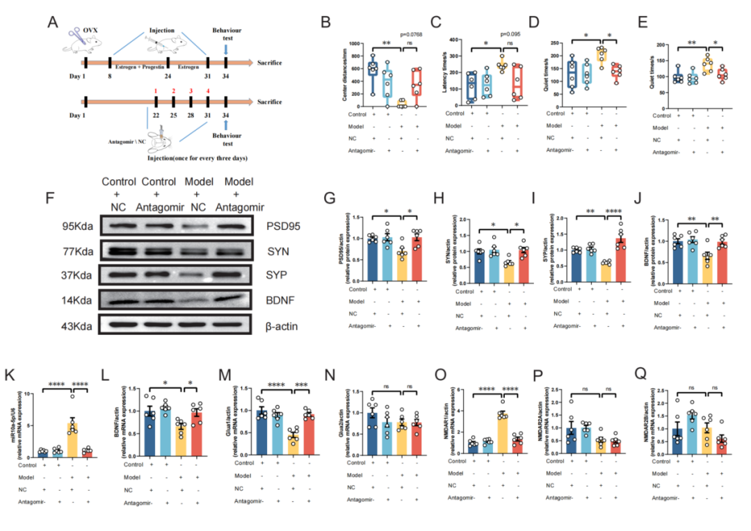 ESR在医学上什么意思Research｜关注女性心理健康：新乡医学院第二附属医院杜洋和中央民族大学程勇课题组发现产后抑郁症发生的新机制_https://www.jmylbn.com_新闻资讯_第10张