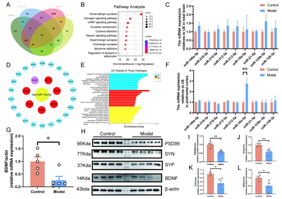 ESR在医学上什么意思Research｜关注女性心理健康：新乡医学院第二附属医院杜洋和中央民族大学程勇课题组发现产后抑郁症发生的新机制_https://www.jmylbn.com_新闻资讯_第6张