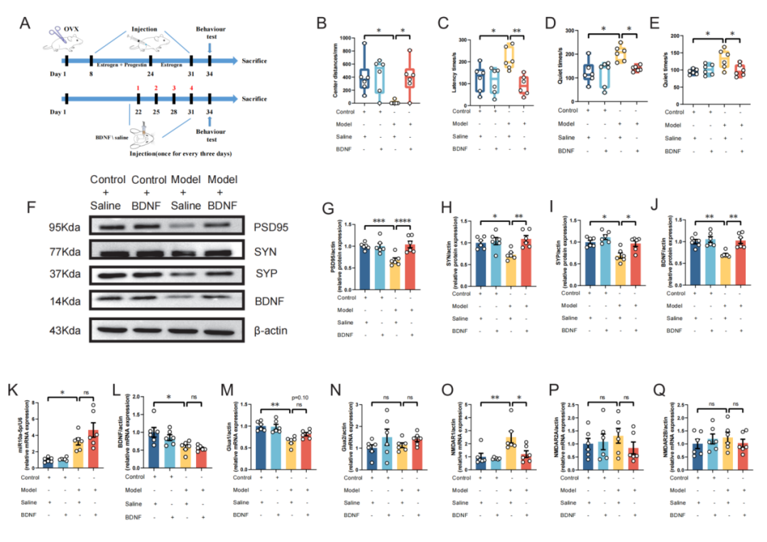 ESR在医学上什么意思Research｜关注女性心理健康：新乡医学院第二附属医院杜洋和中央民族大学程勇课题组发现产后抑郁症发生的新机制_https://www.jmylbn.com_新闻资讯_第9张