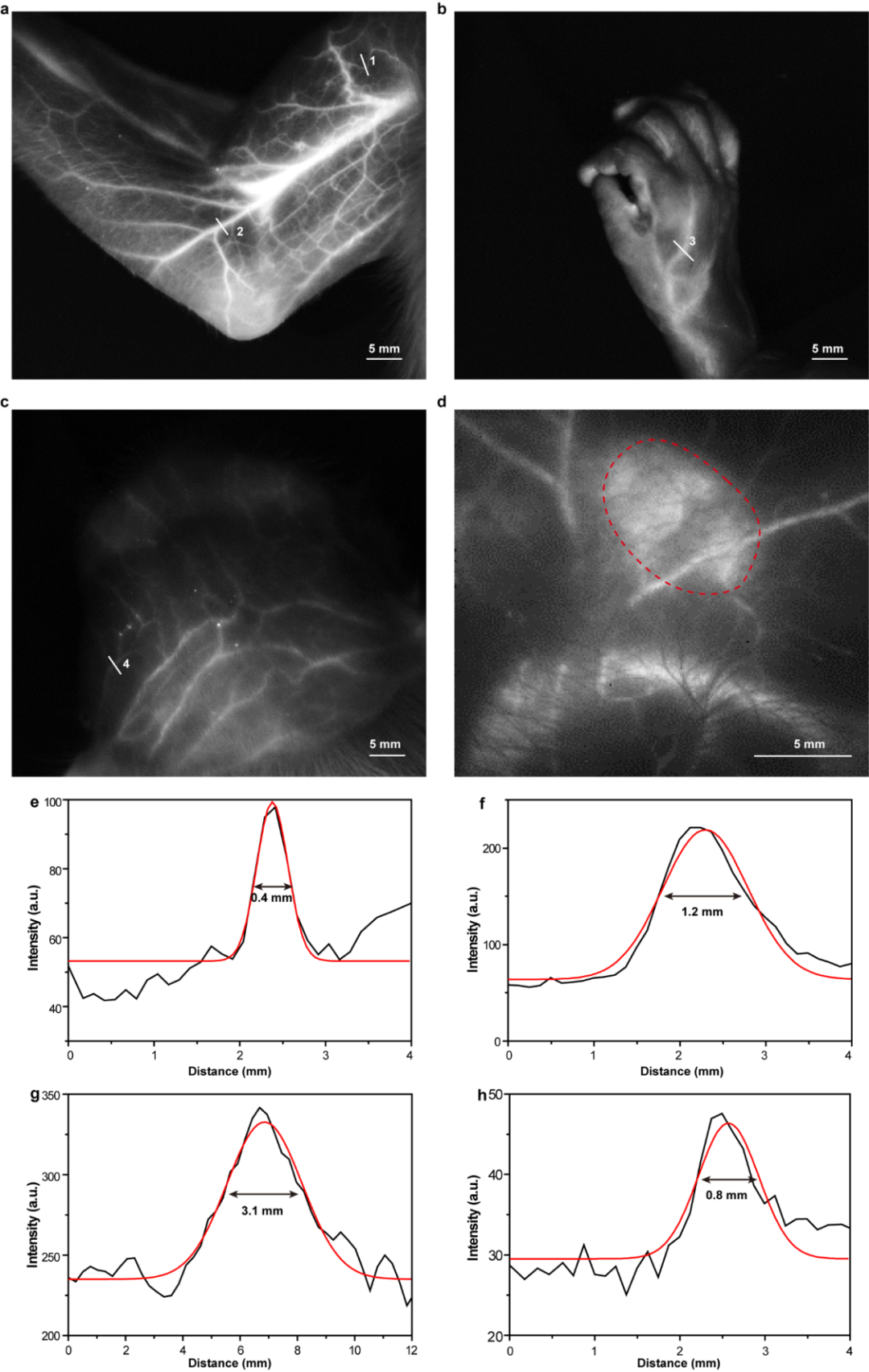 唐本忠院士团队：聚集诱导发光新突破，首次在非人灵长类动物实现1.5厘米深腋动脉血管近红外二区荧光成像的图5