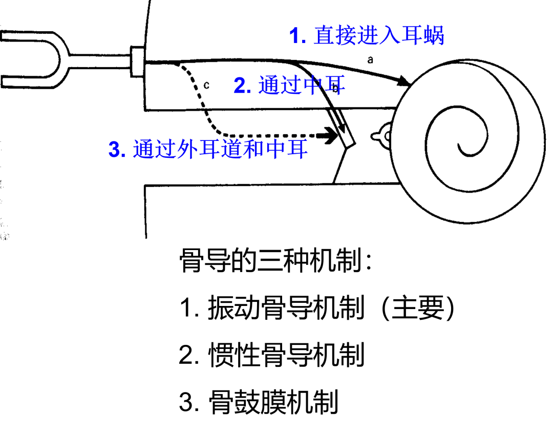 【聽(tīng)力科普】骨導：“外耳中耳與我無(wú)關(guān)？”(圖1)