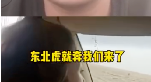 进村伤人的东北虎控制住了!现场视频曝光 进村伤人的东北虎控制住了!现场视频曝光