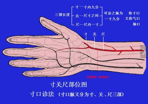 为什么心是钩脉神秘的太素脉法-能诊病也能预测命运-上海聚慕医疗器械有限公司