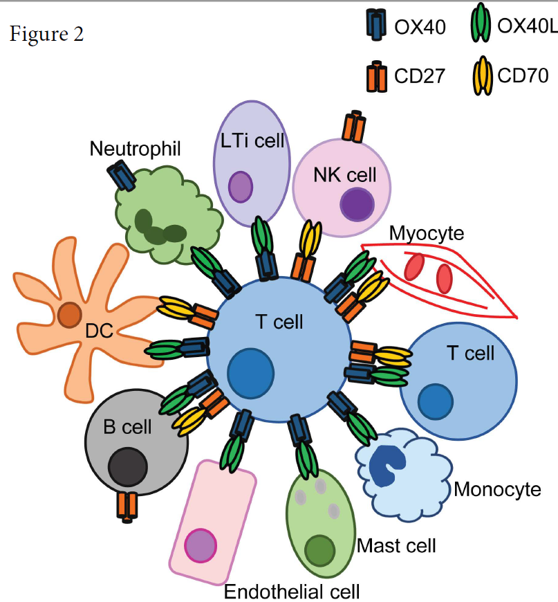 共刺激分子 Cd27 Cd70 闲谈immunology 微信公众号文章阅读 Wemp