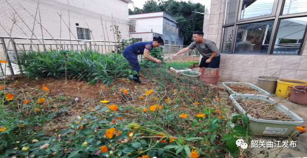 致富黄花_致富经黄_致富黄金叶