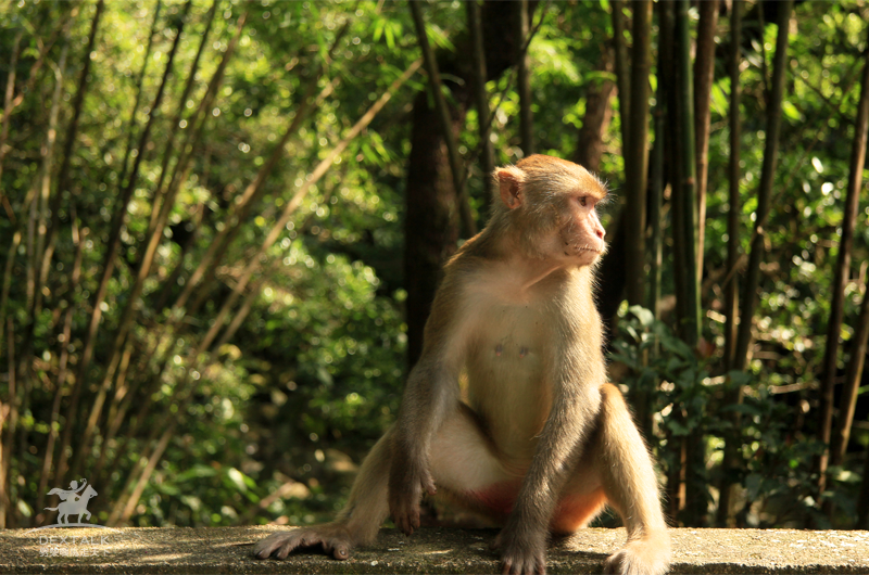 鸽子 猴子 猪 松花芥子 微信公众号文章阅读 Wemp