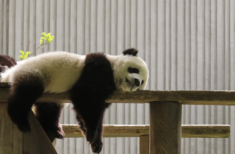 Giant Panda Cooperation ： $1M a Year and Global Zoo Care Costs