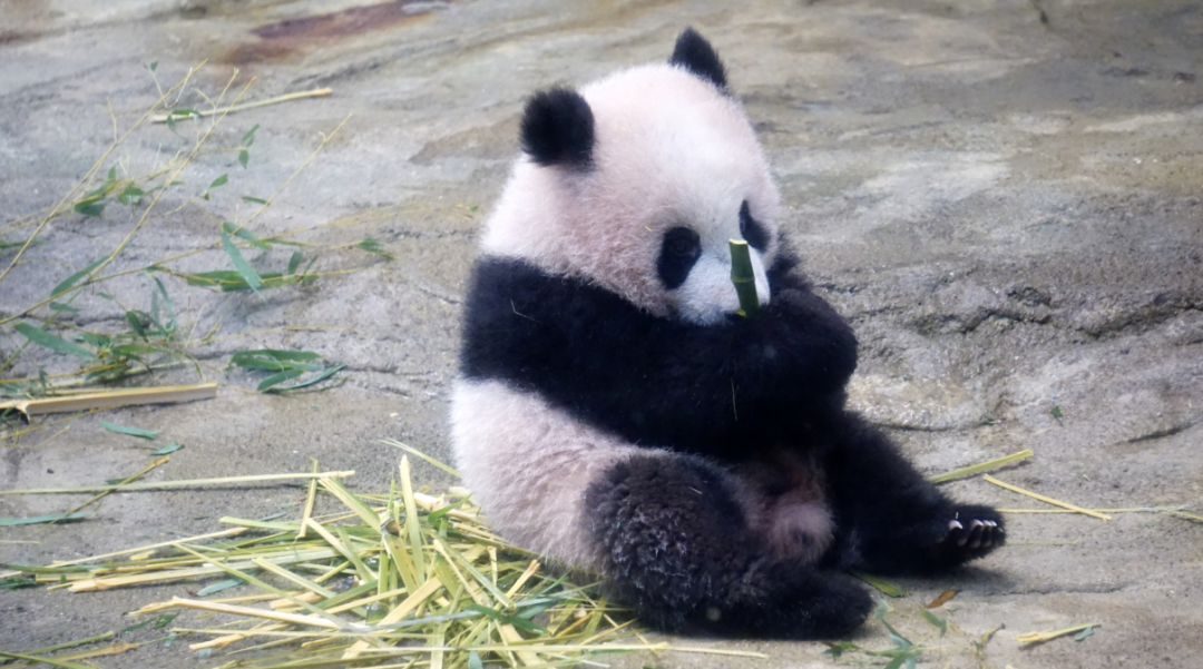 Giant Panda Cooperation ： $1M a Year and Global Zoo Care Costs