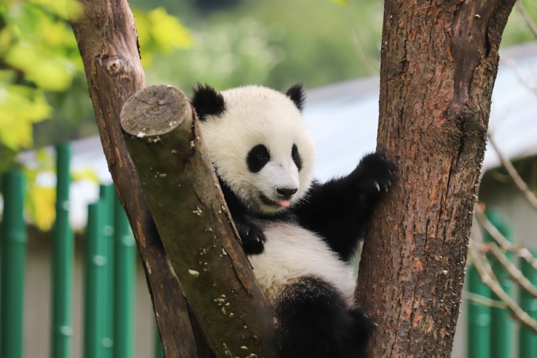 Giant Panda Cooperation ： $1M a Year and Global Zoo Care Costs