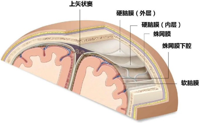 PD-1全新使用方式: 鞘內注射治療腦(膜)轉移, 安全、療效持久 健康 第2張