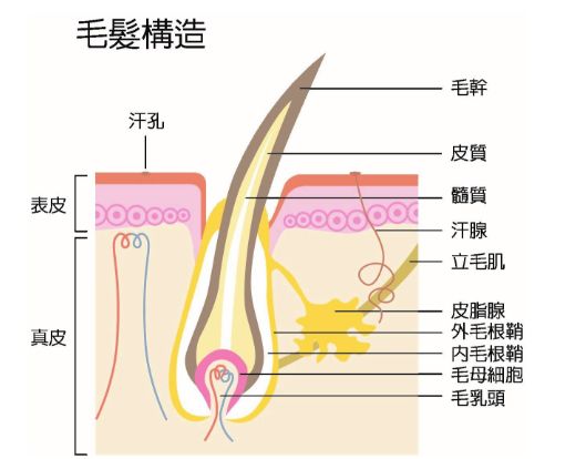 毛髮如何再生？ - 高地植髮 微信公众号文章阅读- WeMP