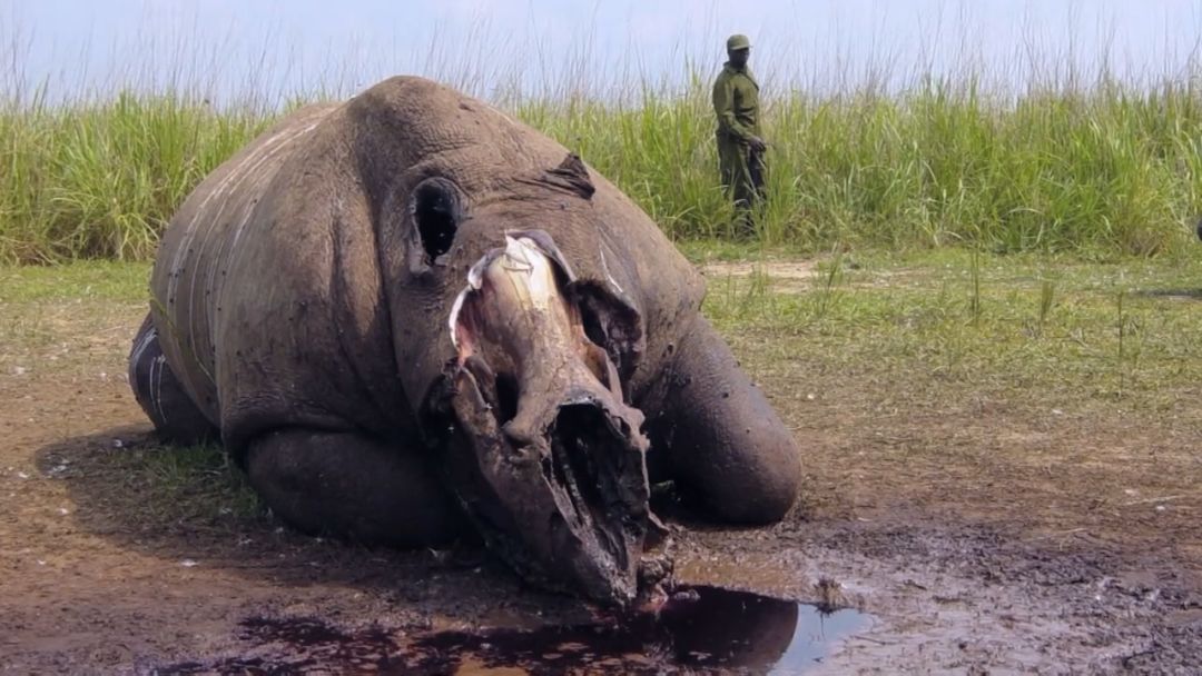 到80年代初期,非洲大草原只剩下15只野生北白犀.