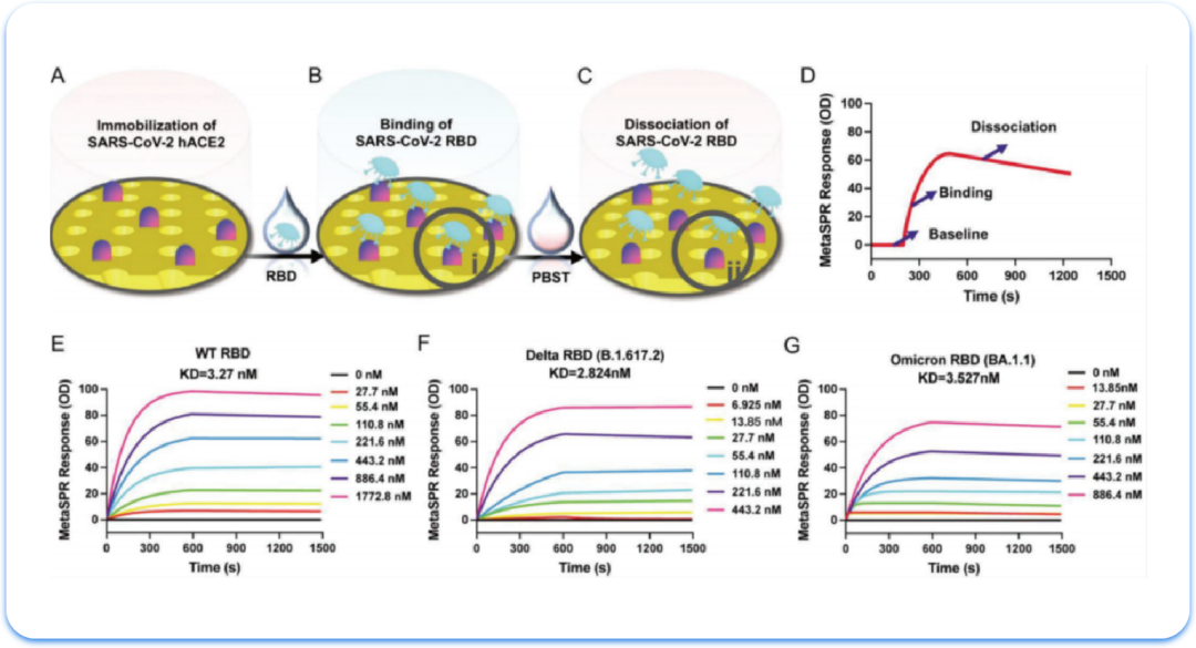 量準(zhǔn)SPR互作檢測服務(wù)：性價比為何如此之高？