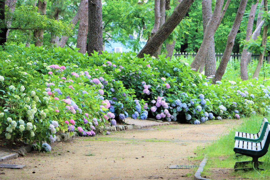 阪阪说 快看 那朵粉色的紫阳花开了 大阪观光局 微信公众号文章阅读 Wemp