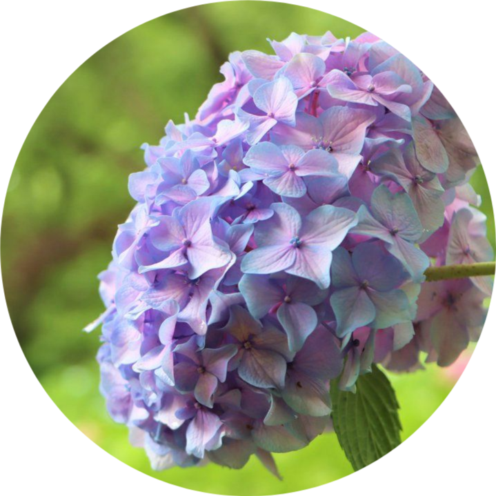 阪阪说 快看 那朵粉色的紫阳花开了 大阪观光局 微信公众号文章阅读 Wemp