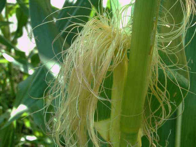 被你扔掉的玉米须简直太厉害了，帮你治好滑膜炎、膝盖痛、积液