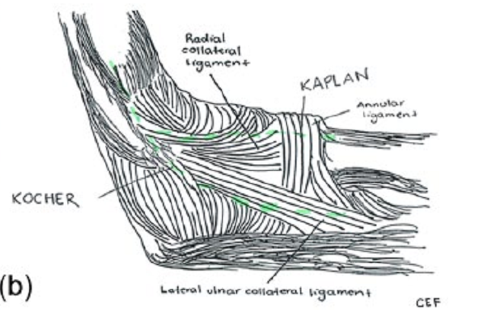 桡骨头外侧显露的三个入路