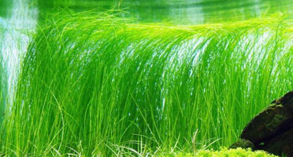 水草小百科 大莎草 龙巅水草 微信公众号文章阅读 Wemp