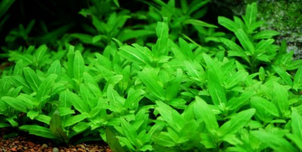 水草小百科 矮生叉柱花 龙巅水草 微信公众号文章阅读 Wemp