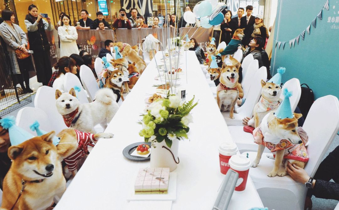 前不久看到一场杭州的柴犬聚会,某大商场一层为一只柴犬举办生日party