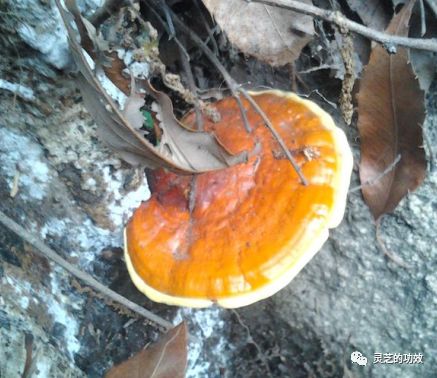 灵芝与癌症的说法是否属实 灵芝的功效 微信公众号文章阅读 Wemp