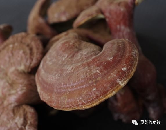 灵芝与癌症的说法是否属实 灵芝的功效 微信公众号文章阅读 Wemp