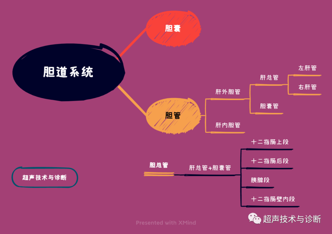 测胆道压力怎么测胆道系统超声测量及正常参考值_https://www.jmylbn.com_新闻资讯_第2张