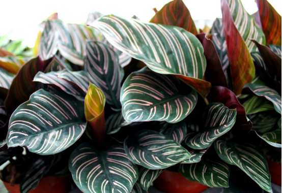 造物者打翻的調(diào)色盤,總有一款美到你--竹芋家族