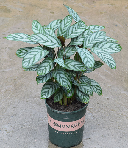 造物者打翻的調(diào)色盤,總有一款美到你--竹芋家族