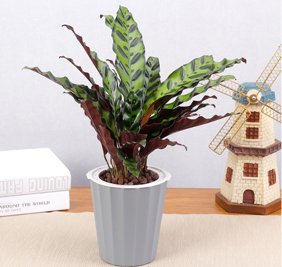 造物者打翻的調(diào)色盤,總有一款美到你--竹芋家族