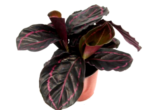 造物者打翻的調(diào)色盤,總有一款美到你--竹芋家族