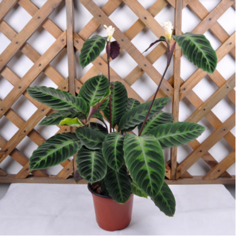 造物者打翻的調(diào)色盤,總有一款美到你--竹芋家族