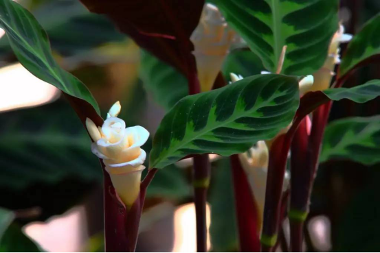 造物者打翻的調(diào)色盤,總有一款美到你--竹芋家族