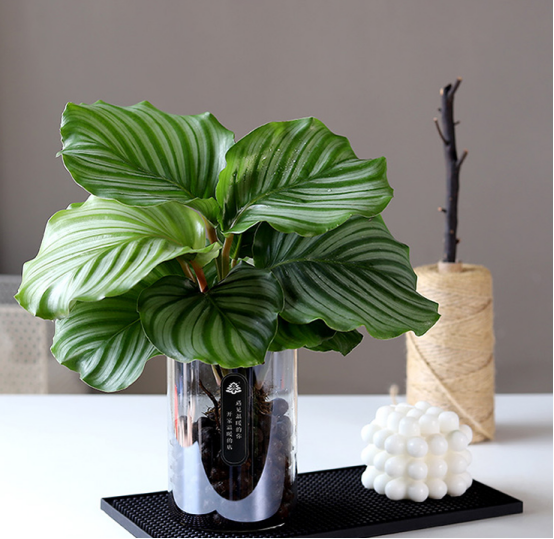 造物者打翻的調(diào)色盤,總有一款美到你--竹芋家族