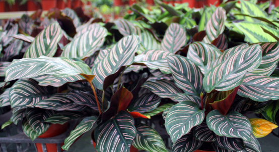 造物者打翻的調(diào)色盤,總有一款美到你--竹芋家族