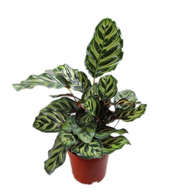 造物者打翻的調(diào)色盤,總有一款美到你--竹芋家族