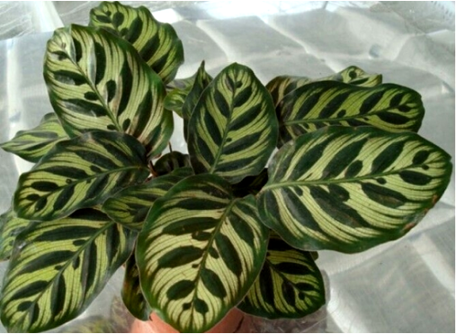 造物者打翻的調(diào)色盤,總有一款美到你--竹芋家族