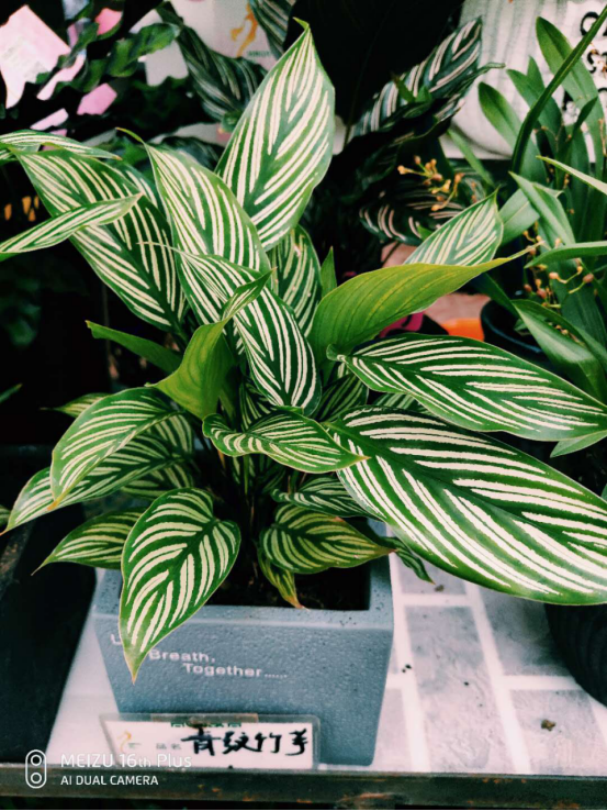 造物者打翻的調(diào)色盤,總有一款美到你--竹芋家族