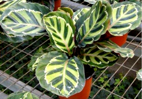 造物者打翻的調(diào)色盤,總有一款美到你--竹芋家族