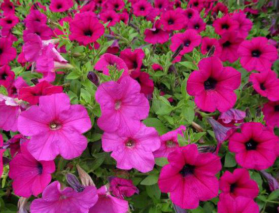 夏花燦爛--夏季花卉推薦2