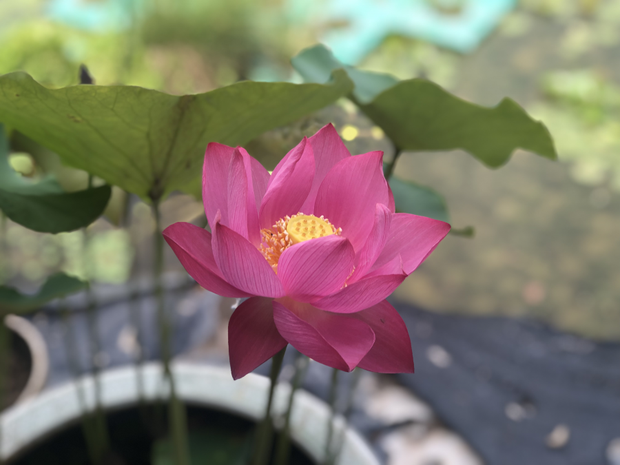 夏花燦爛--夏季花卉推薦2