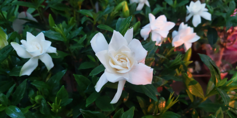 夏花燦爛--夏季花卉推薦2