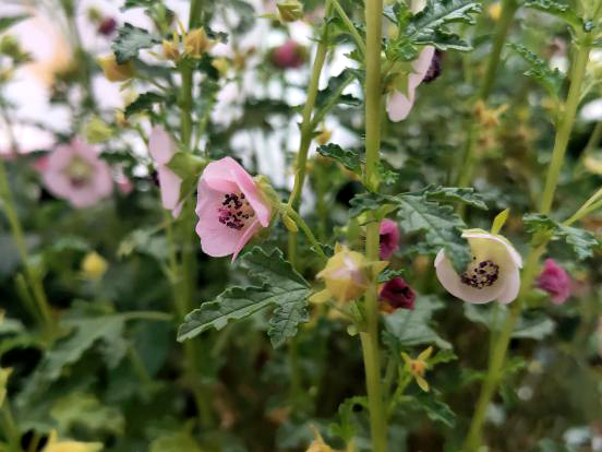 夏花燦爛--夏季花卉推薦2