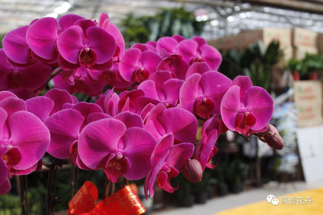 年宵花系列——蝴蝶兰