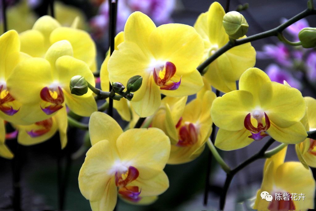 年宵花系列——蝴蝶兰