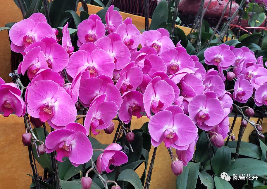 年宵花系列——蝴蝶兰