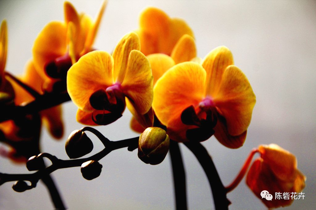 年宵花系列——蝴蝶兰